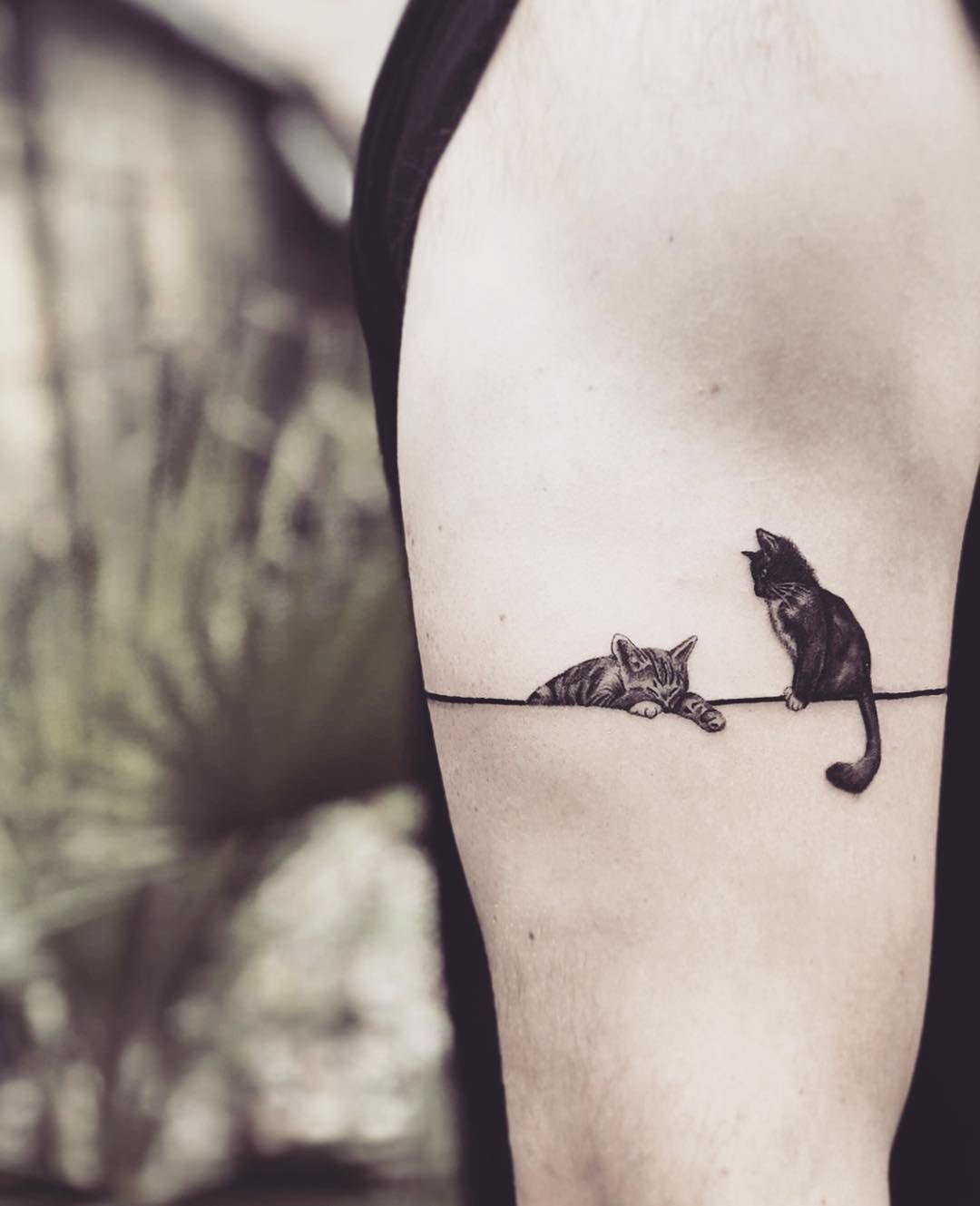 tatuagem feminina de gatos