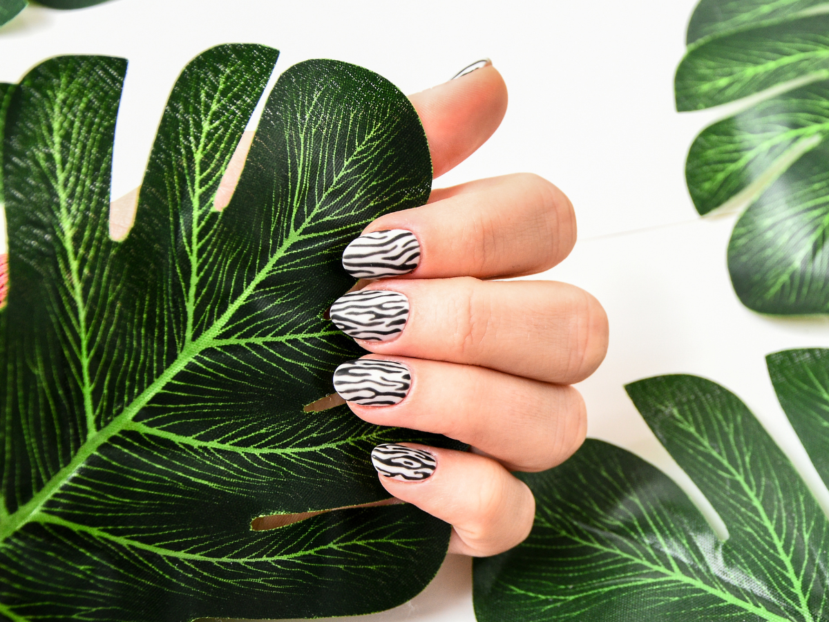 Animal Print na Nail Art. Foto mão segurando uma folha e unhas com animal print de zebra